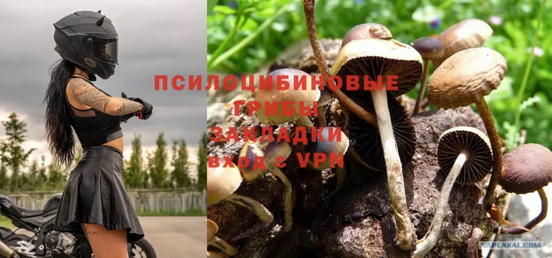 Галлюциногенные грибы Psilocybine cubensis  Нытва 